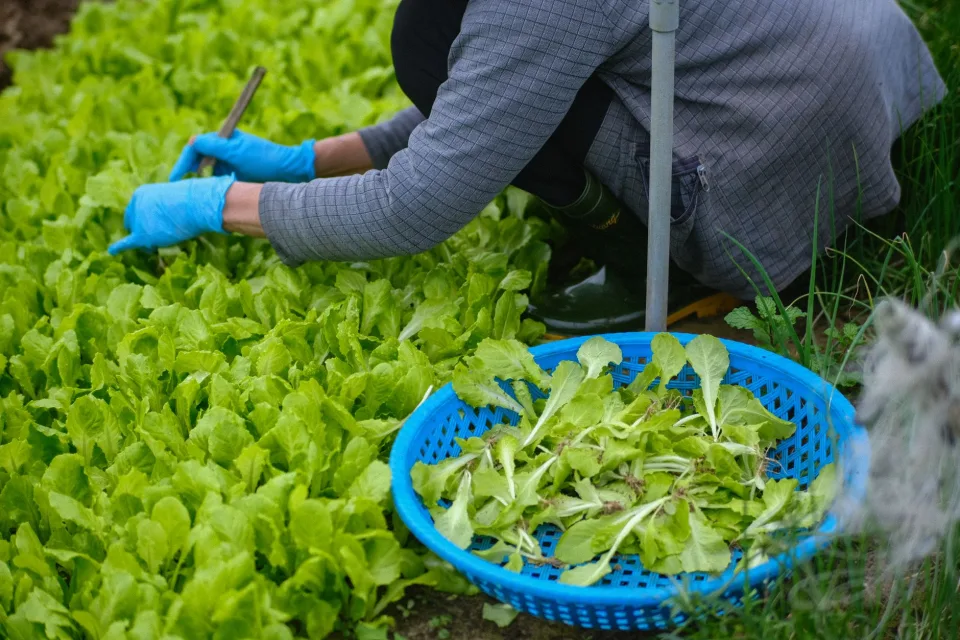 Nông sản nhà vườn