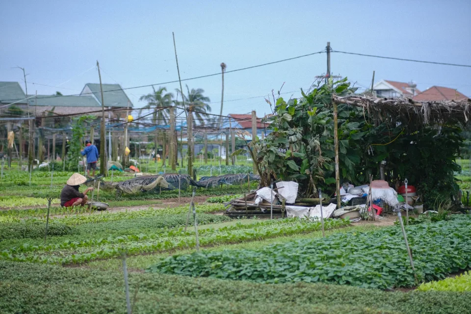 Nông sản nhà vườn